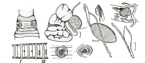 Pheretima conhanungensis